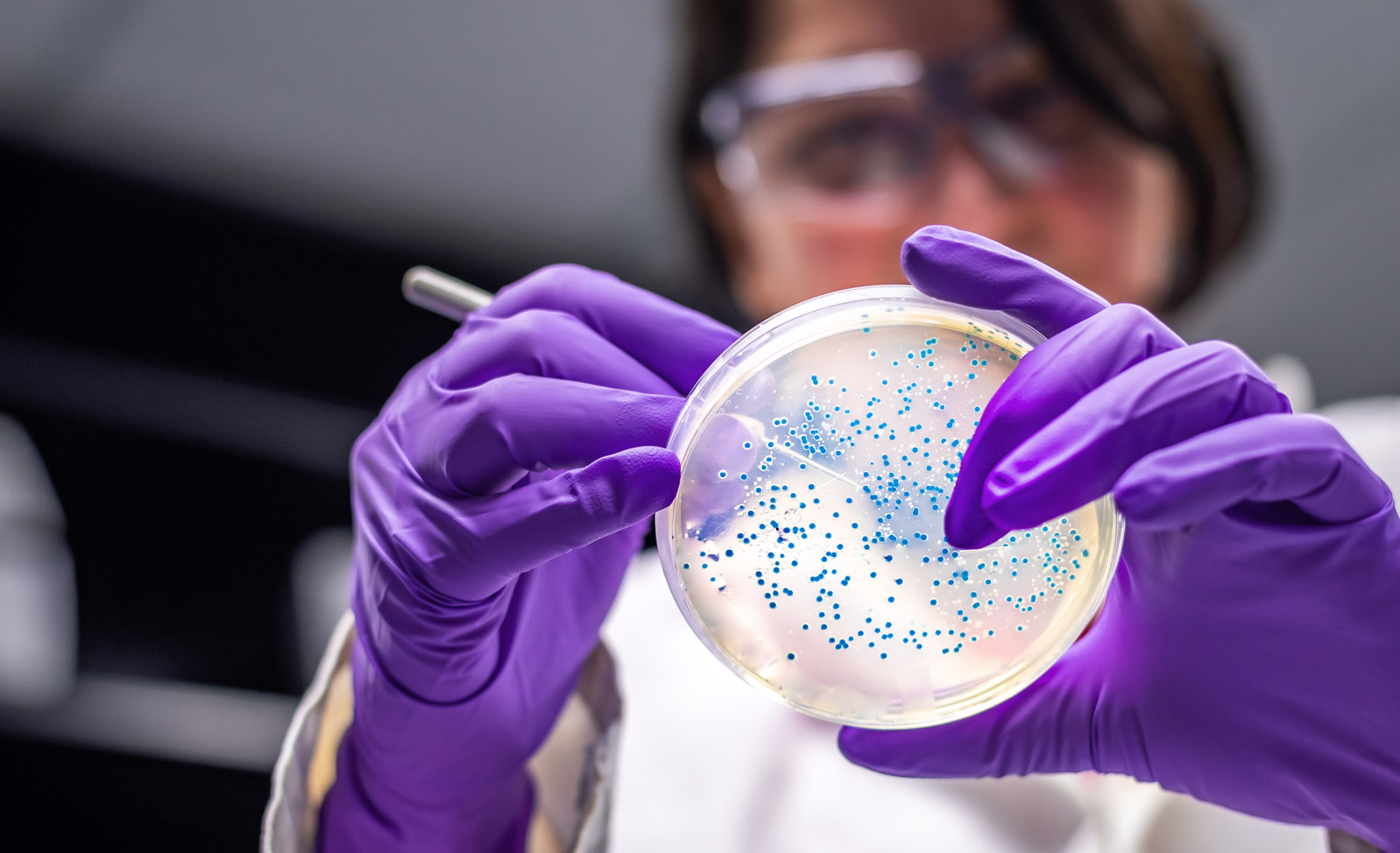 Cercetătoare cu mănuși mov examinează o cutie Petri cu bacterii în laborator